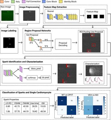 Calcium Spark Detection and Event-Based Classification of Single Cardiomyocyte Using Deep Learning